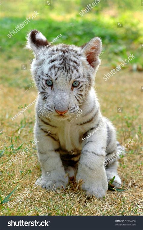 Baby White Tiger Stock Photo 52386550 | Shutterstock