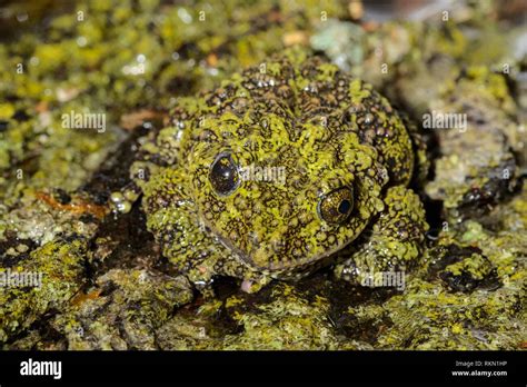 Vietnamese Moss Frog Theloderma Corticale Captive Native To Vietnam