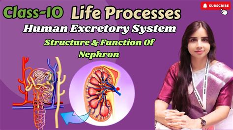 Human Excretory Systemexcretory System Organsstructure And Function Of Nephronclass 10 Life