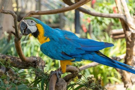 Feathered Rainbow The 19 Types Of Macaws Found In The Wild