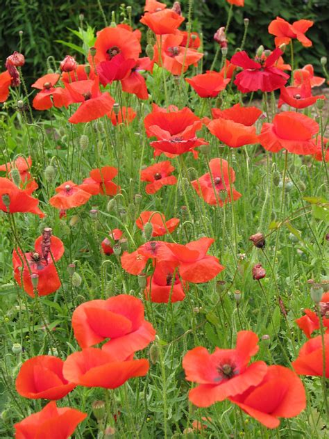 Red Poppy Seeds Papaver Rhoeas Etsy