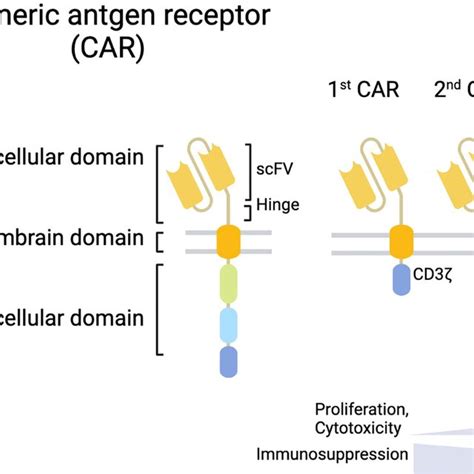 Structure Of Car T Cell Car T Cells Have A Structural Design With