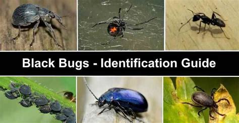 Types of Black Bugs (With Pictures) - Identification Guide