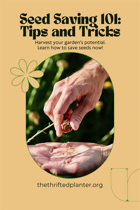 How To Save Seeds From Your Garden Artofit