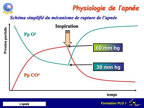 PPT Lapnée PowerPoint Presentation free download ID 827712