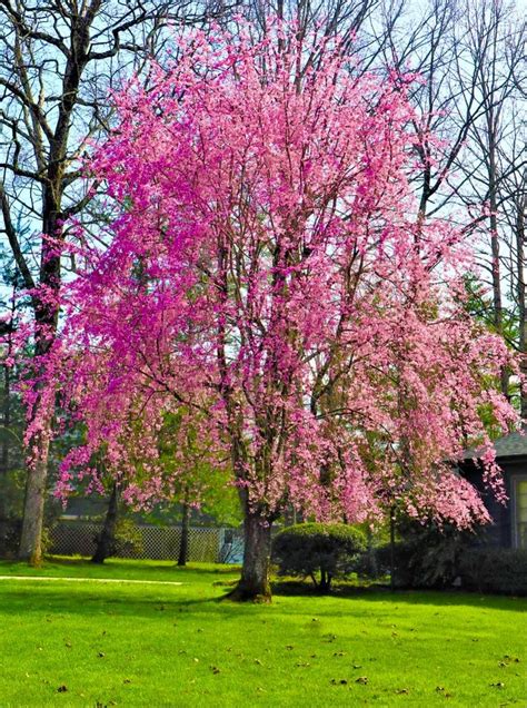 Pin By Marsha Lingle On Spring Pink Trees Flower Pictures Tree