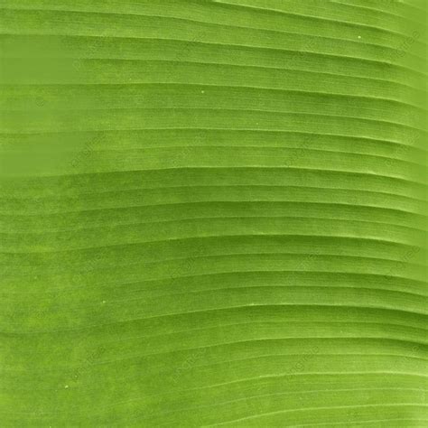 Foto Asli Serat Daun Pisang Background Daun Pisang Tekstur Taro Background Image And