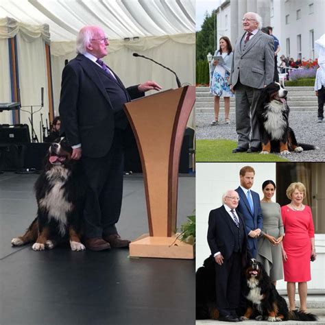 The president of Ireland ALWAYS has his dog(s) with him : r ...