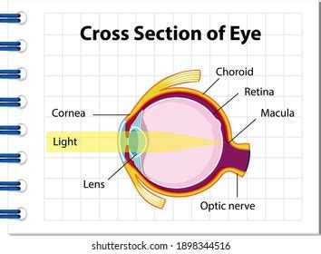 Human Eye Anatomy Cross Section Eye Stock Vector (Royalty Free ...