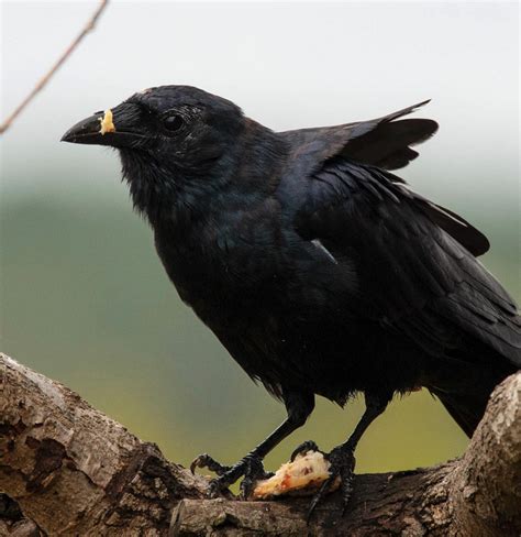 Spending Time With An American Crow At Jordan Lake Nc Best Life Birding