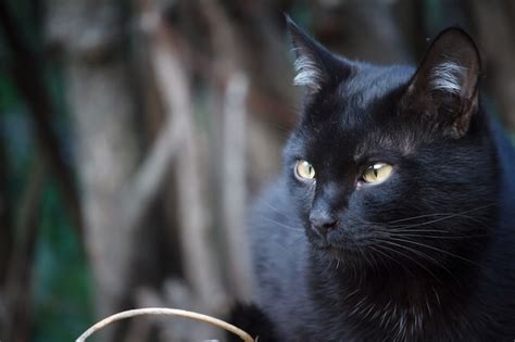 Close Up Gato Shorthair Preto Olhos Amarelos Senta Se No Telhado Do