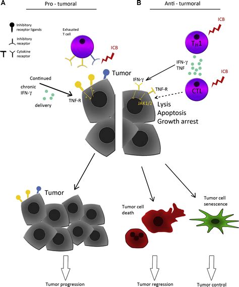 Immune Checkpoint Blockade Therapy Journal Of Allergy And Clinical