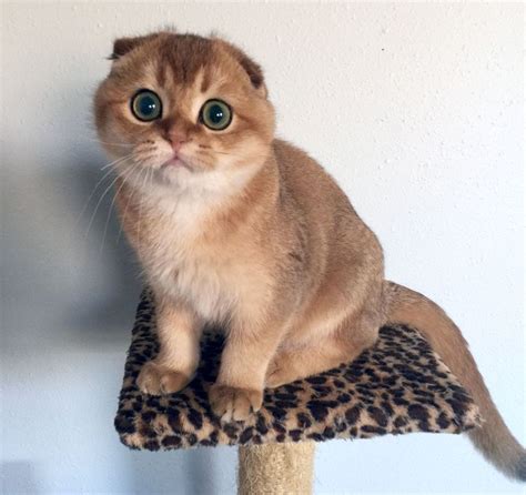 Scottish Fold Munchkin