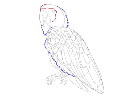 How To Draw A Parrot Design School