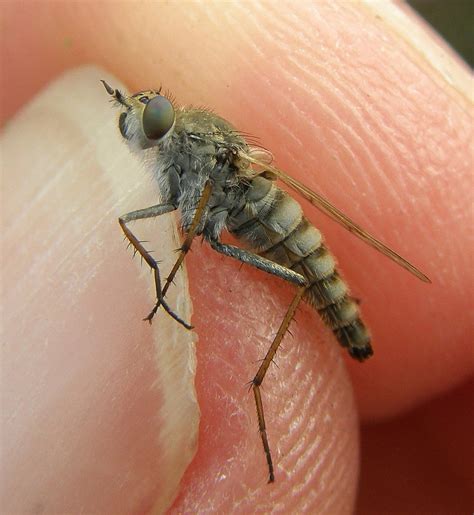 Thereva Bipunctata Female Hartlebury Common Ea Flickr