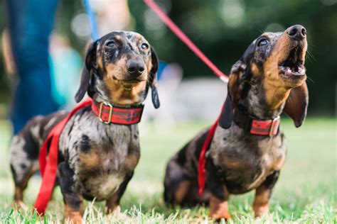 Why Do Dachshunds Bark All The Time I Love Dachshunds