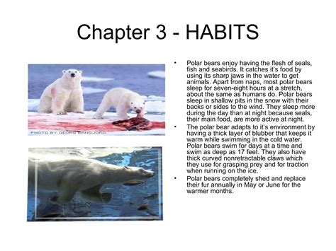POLAR BEARS 11232008 | PPT