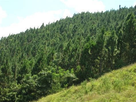 Medio Ambiente Insta Reflexionar Sobre Beneficios Brinda La Naturaleza