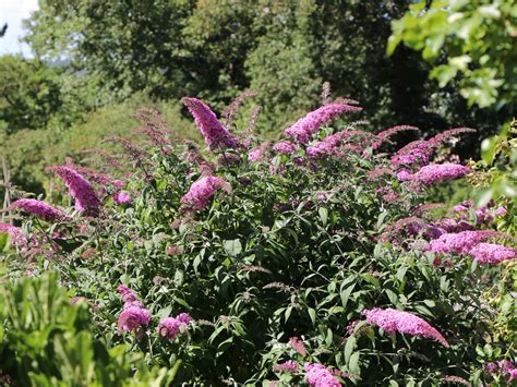 Sommerflieder Schmetterlingsstrauch Purple Prince Buddleja