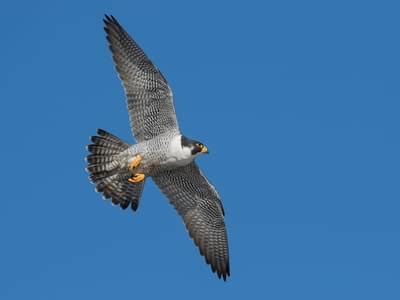 Peregrine Falcon Bird Facts (Falco peregrinus) | Birdfact