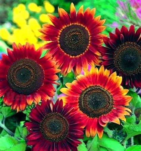 Sunflower Red Sun Tall 100 Seeds Helianthus Annuus Etsy Uk Planting