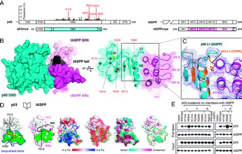 Crystal Structure Of The P53 Iaspp Complex A Schematic Domain Download Scientific Diagram