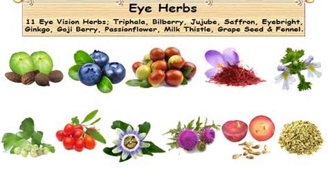 Eye Herb 11 Useful Eye Vision Herb