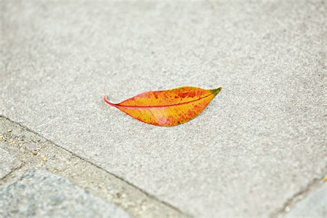 Matt Stuart Smiling Leaf Tim Fox Street Photography