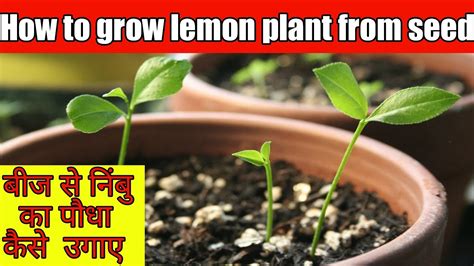 बीज से नींबू का पौधा कैसे उगाए How To Grow Lemon From Seed Youtube