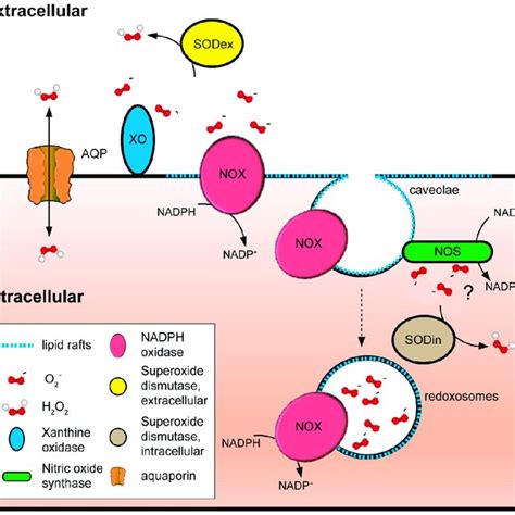 Cellular Factors Of Plasma Membrane Redox Signaling As Integral