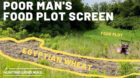 Poor Mans Food Plot Screen How I Plant Egyptian Wheat With Basic