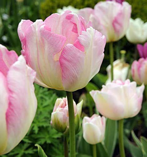 T M Tulip Angelique Cut Flower Garden Plant Hardy Bulb Flowering Plant