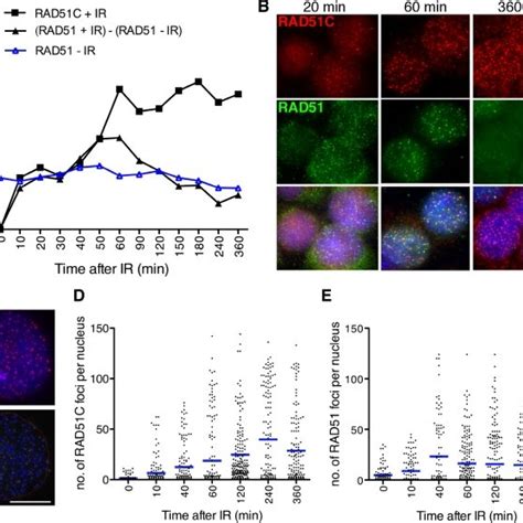 RAD51C Accumulation At DNA Lesions In S G2 Requires ATM And NBS1 A