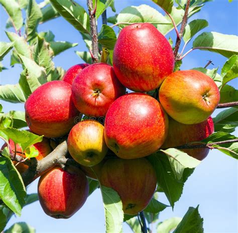 Apple Tree Stock Image Image Of Fruit Picking Ripe 16327363