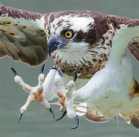 ♡♥wow Look At Those Strong Talons Of An Osprey Click On Pic To See A