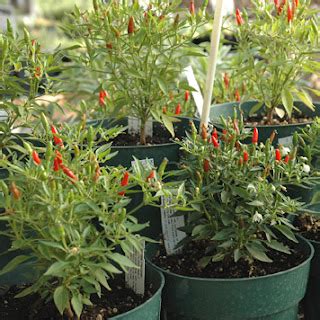 Sage Gardener: Growing Chili Peppers Indoors