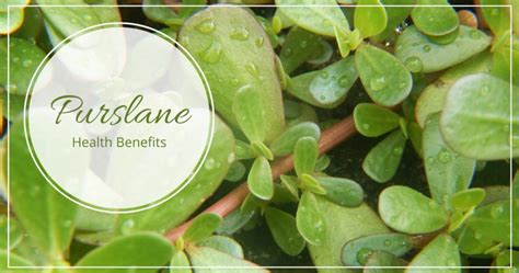 Purslane Health Benefits And How To Eat It