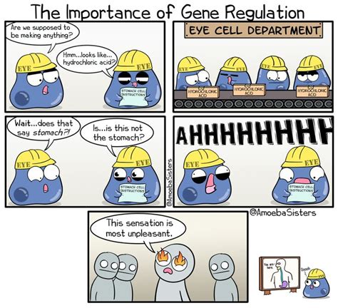 Importance Of Gene Regulation Biology Humor Biology Jokes Science