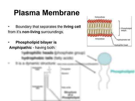 Solution Cell Membrane Phospholipid Bilayer And Transport Across