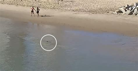 Tubar O Se Aproxima Da Faixa De Areia E Nada Aos P S De Banhistas Em