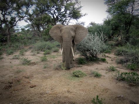 Namibia Elefant Safari Kostenloses Foto Auf Pixabay Pixabay