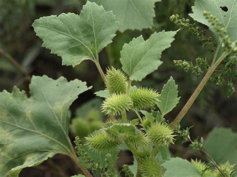 Rough Cocklebur Plants Of Lake Arrowhead State Park Tx Inaturalist