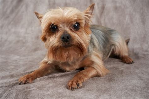 What To Do If Your Senior Yorkie Wont Eat Yorkie Universe