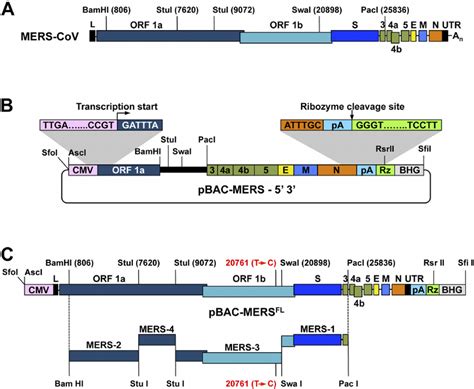 Assembly Of A Mers Cov Full Length Cdna Clone As A Bac A Genome