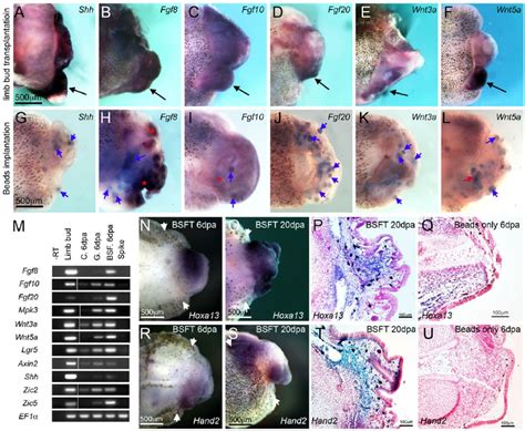 Figure S5 Gene Expression Analysis In Limb Regenerates Related To