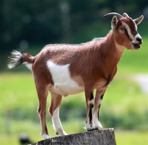 How To Attract Goats To Your Church Berean Research