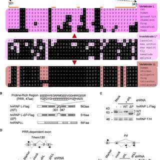 Generation Of HnRNP A1 Knockout Mice A Map Of The HnRNP A1 Gene Used