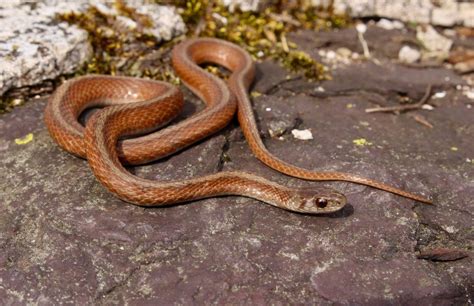 Dekays Brownsnake Pa Herp Identification