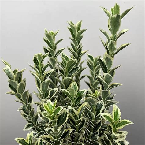 Euonymus Japonicus White Spire Pot Size 13cm Japanese Euonymus