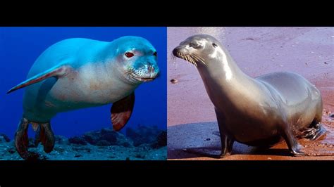 Comparing Seals And Sea Lions Youtube